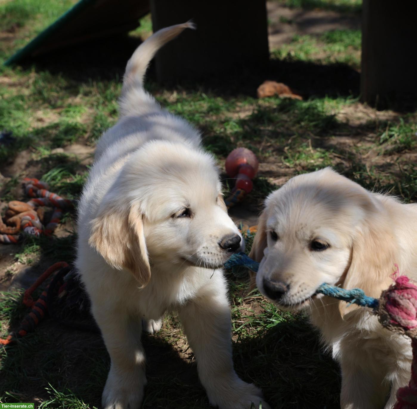 Bild 5: Süsser Golden Retriever Welpe, Rüde