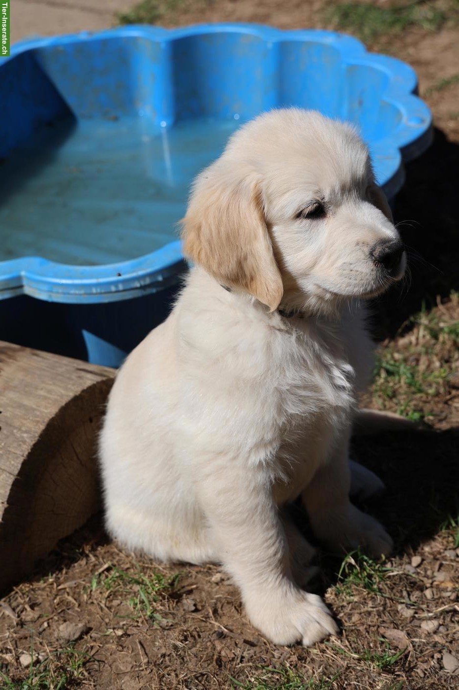 Bild 6: Süsser Golden Retriever Welpe, Rüde