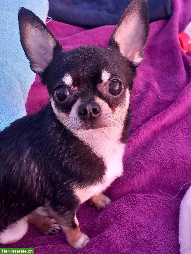 Chihuahua Deckrüde mit Stammbaum sucht erfahrene Hündin 🐾
