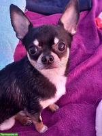 Chihuahua Deckrüde mit Stammbaum sucht erfahrene Hündin 🐾