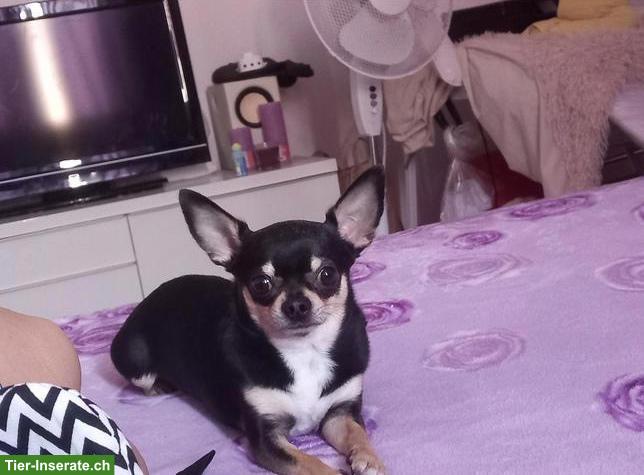 Bild 2: Chihuahua Deckrüde mit Stammbaum sucht erfahrene Hündin 🐾