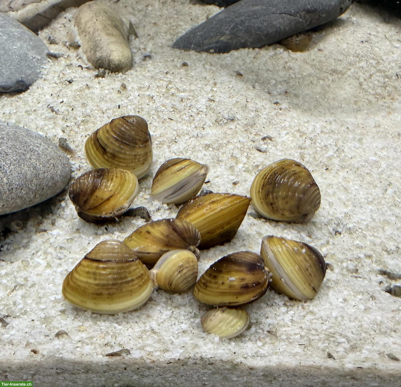 Grobgerippte Körbchenmuschel (Corbicula fluminea)