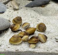 Grobgerippte Körbchenmuschel (Corbicula fluminea)