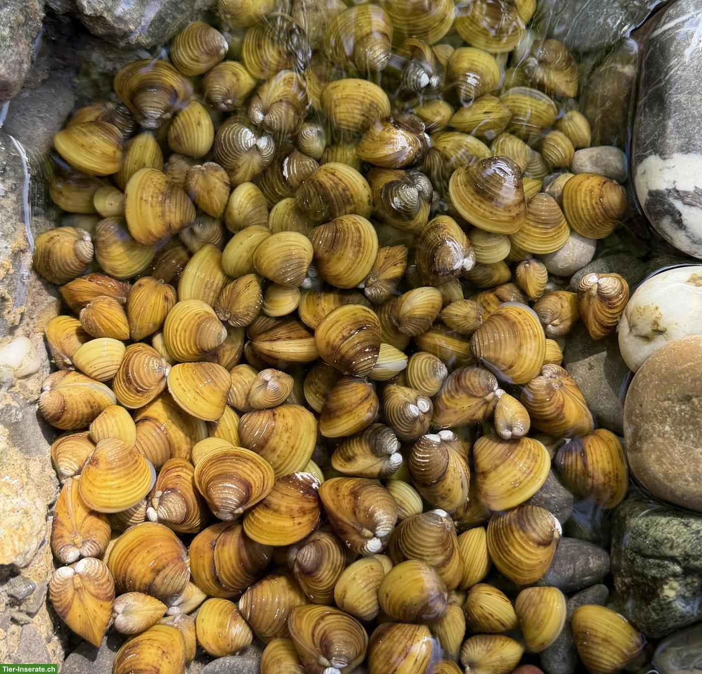 Bild 2: Grobgerippte Körbchenmuschel (Corbicula fluminea)