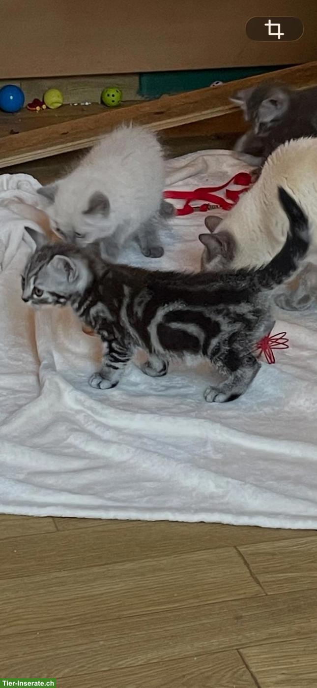 Bild 10: Reinrassige BKH Kitten abzugeben