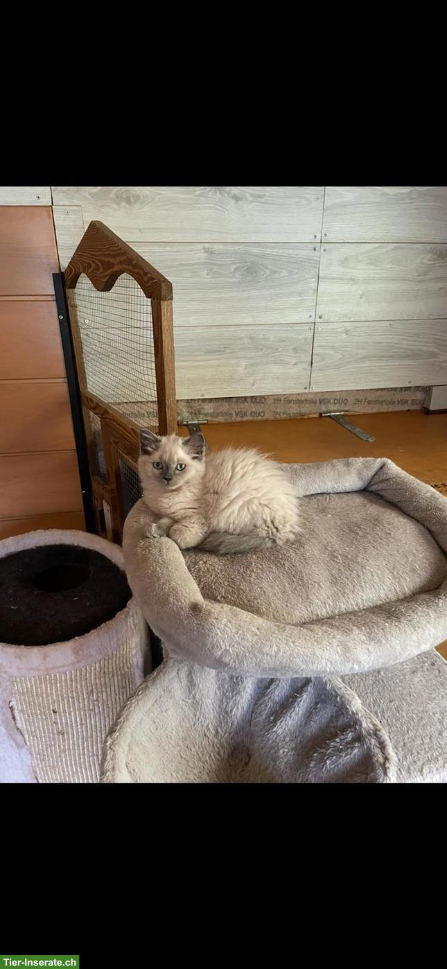 Bild 2: Reinrassige BKH Kitten abzugeben