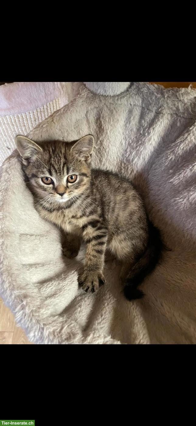 Bild 3: Reinrassige BKH Kitten abzugeben