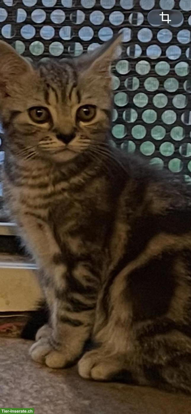 Bild 4: Reinrassige BKH Kitten abzugeben