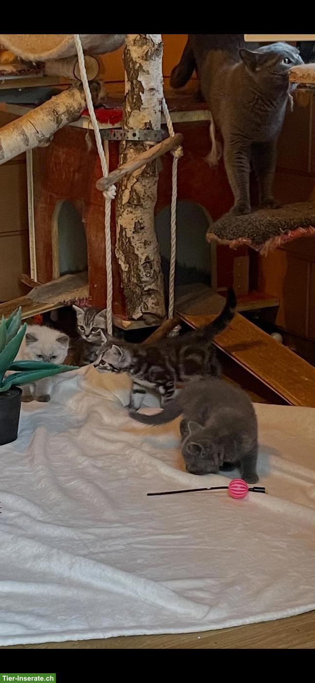 Bild 6: Reinrassige BKH Kitten abzugeben