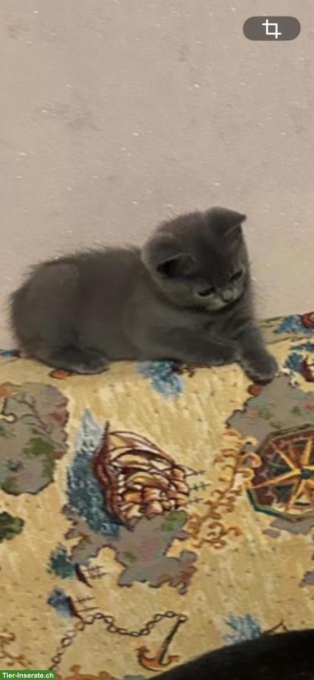 Bild 7: Reinrassige BKH Kitten abzugeben
