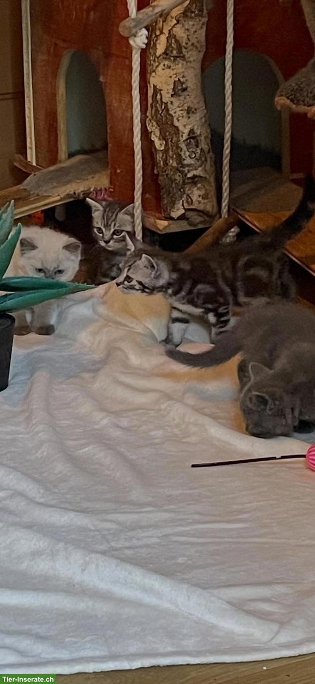 Bild 8: Reinrassige BKH Kitten abzugeben
