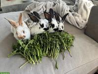 Junge Kaninchen zu verkaufen
