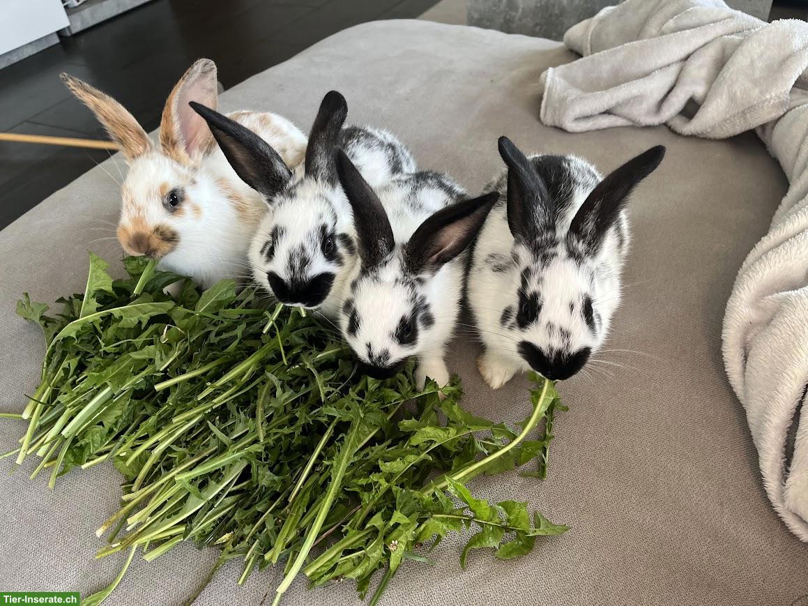 Bild 3: Junge Kaninchen zu verkaufen