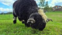 Walliser Schwarznasenschaf-Bock Augustus
