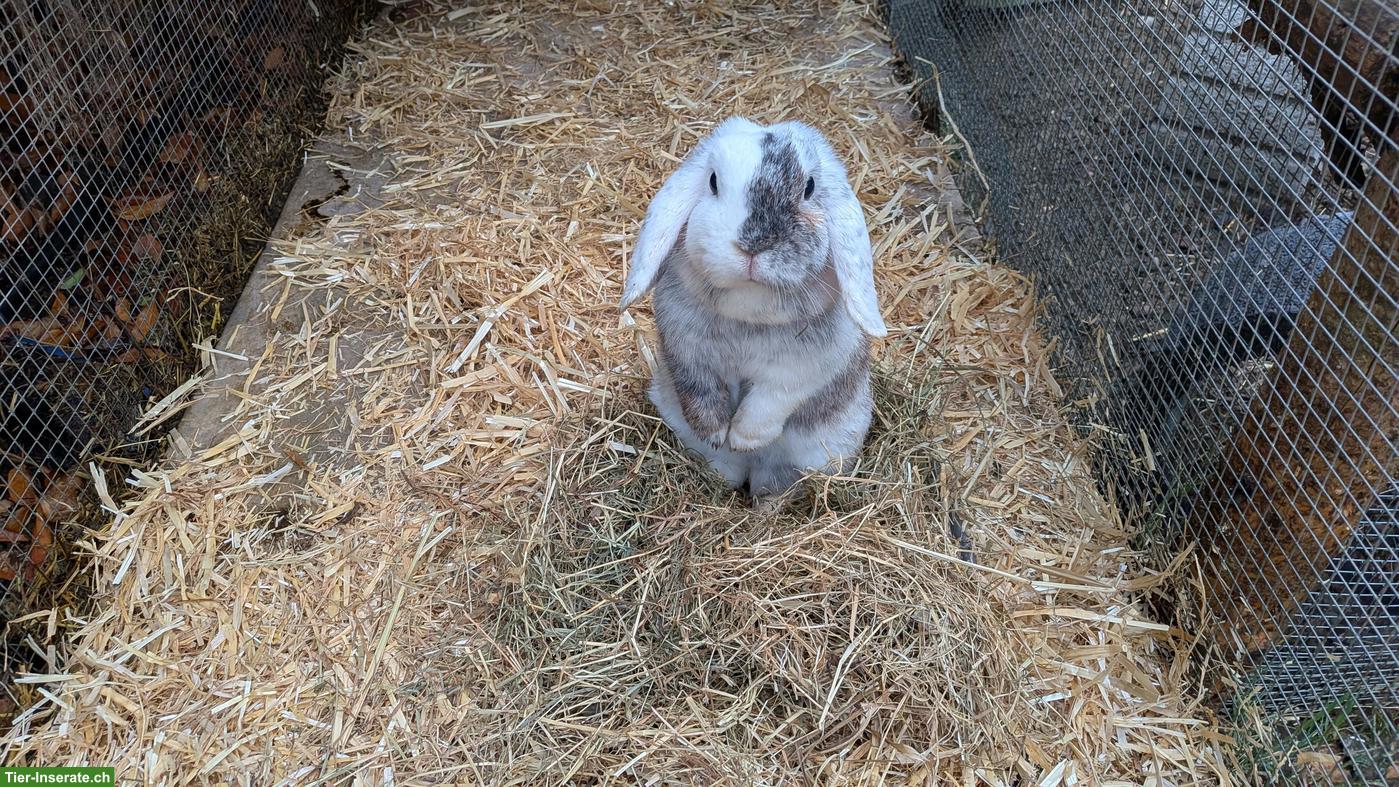 2 Zwergkaninchen suchen neues Zuhause