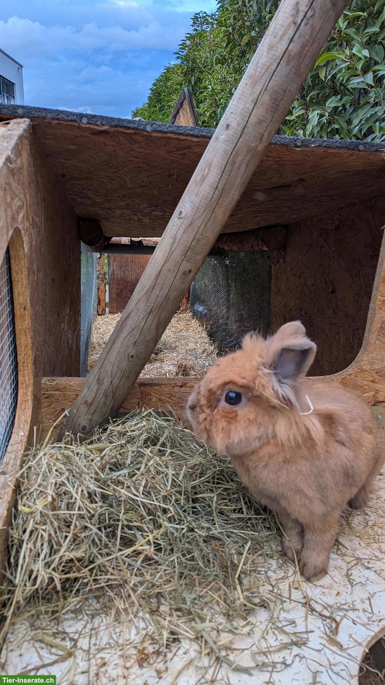 Bild 3: 2 Zwergkaninchen suchen neues Zuhause