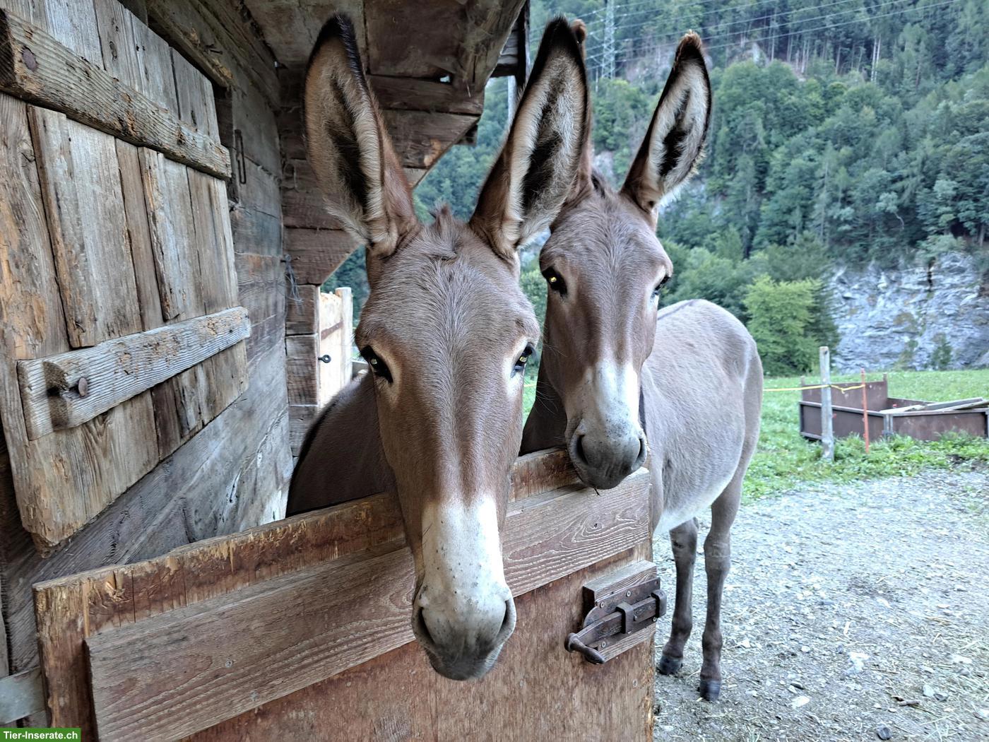 2 vielversprechende grosse Esel-Stutfohlen suchen ein neues Daheim