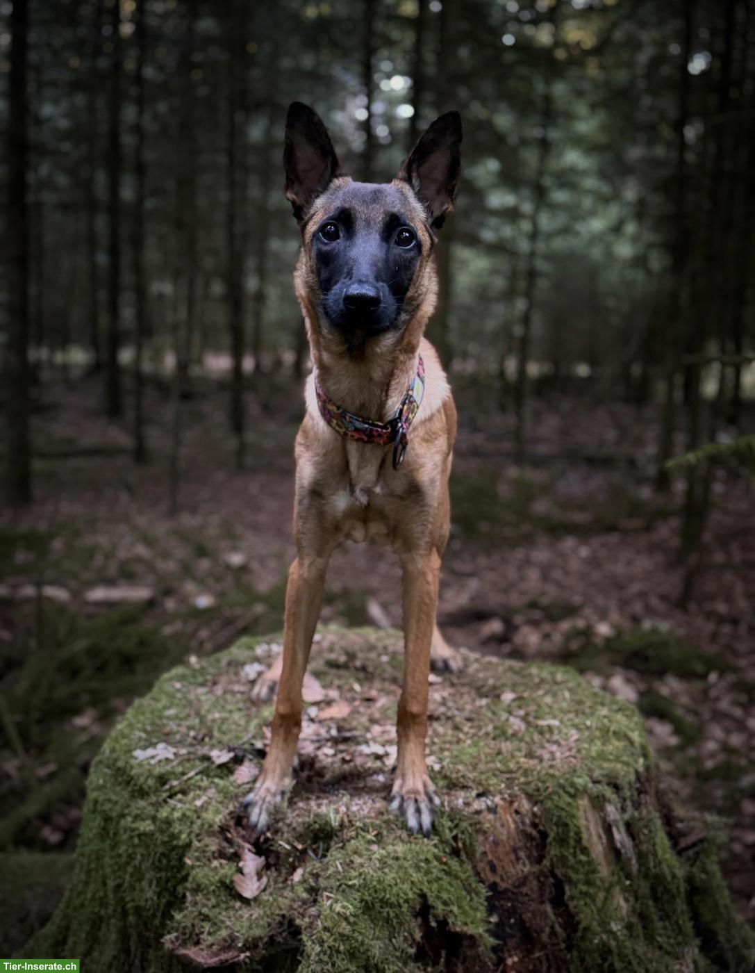 Malinois Hündin, 7 Monate alt