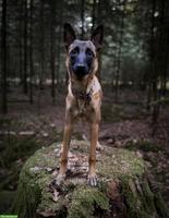 Malinois Hündin, 7 Monate alt