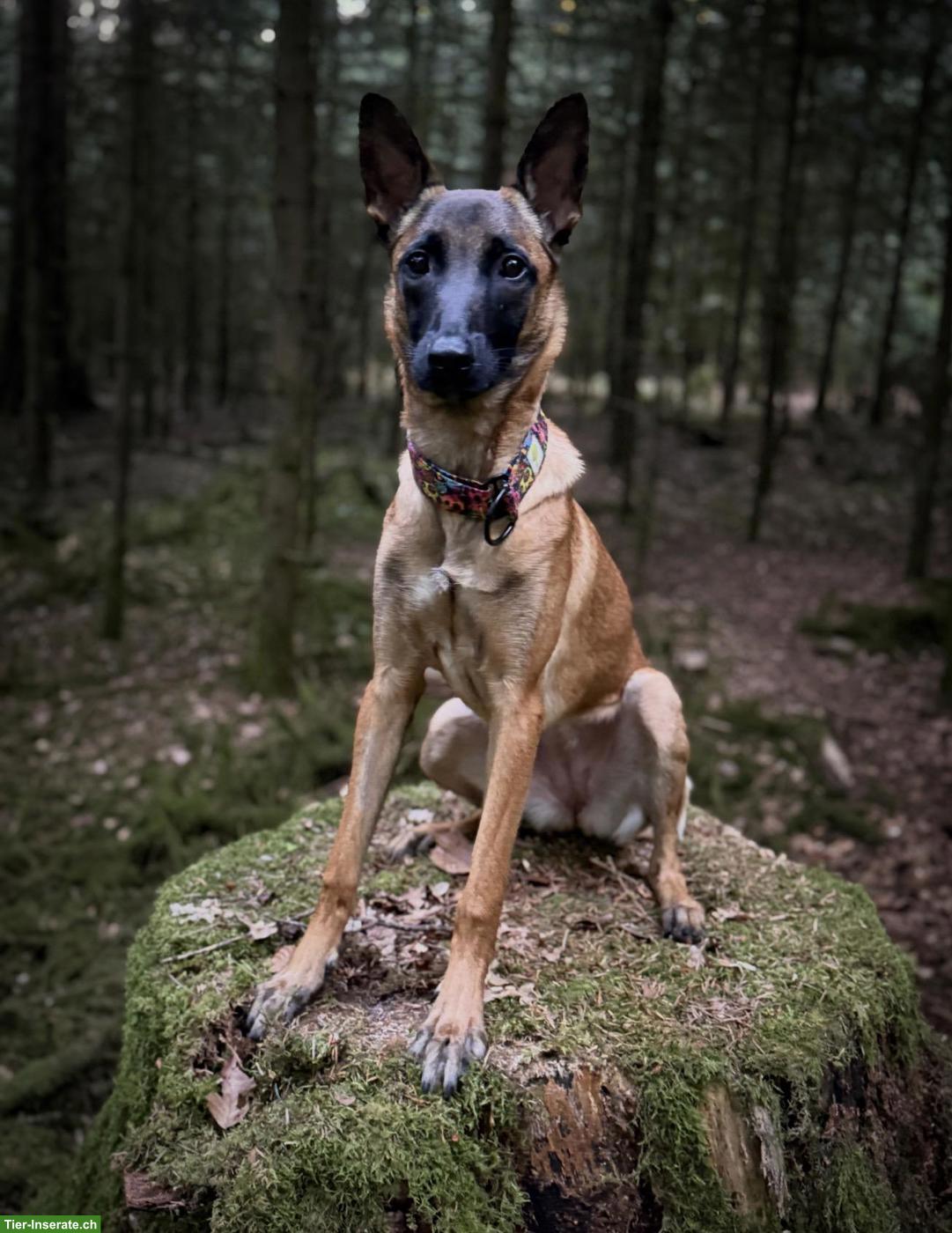 Bild 2: Malinois Hündin, 7 Monate alt