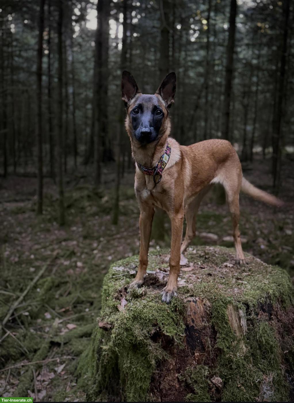 Bild 3: Malinois Hündin, 7 Monate alt
