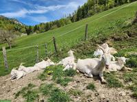Kaschmirziegen zu verkaufen