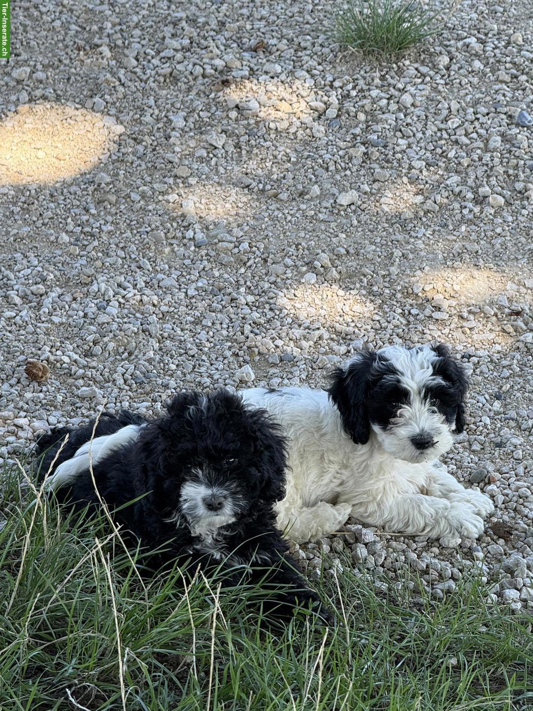 Cockapoo Welpen, Rüden, schwarz-weiss