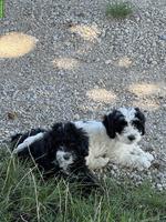 Cockapoo Welpen, Rüden, schwarz-weiss