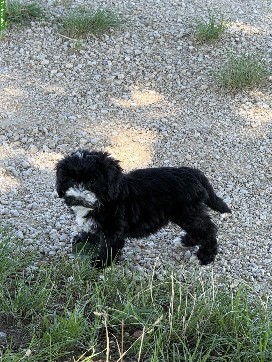 Bild 2: Cockapoo Welpen, Rüden, schwarz-weiss