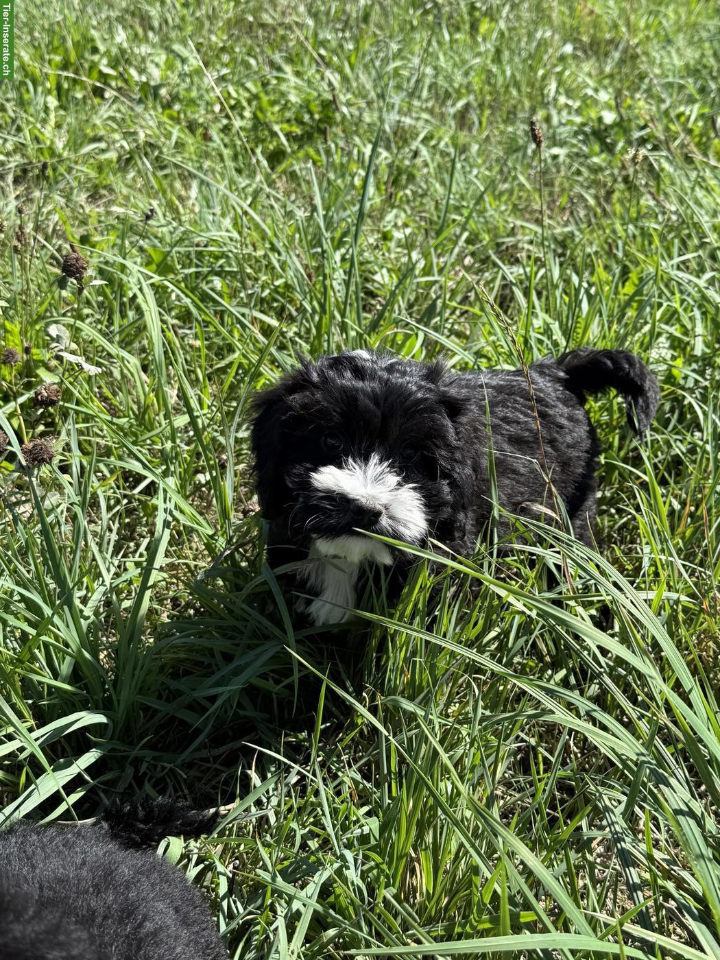 Bild 3: Cockapoo Welpen, Rüden, schwarz-weiss