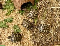 Griechische Landschildkröten-Babys (Jg. 2026) zu verkaufen
