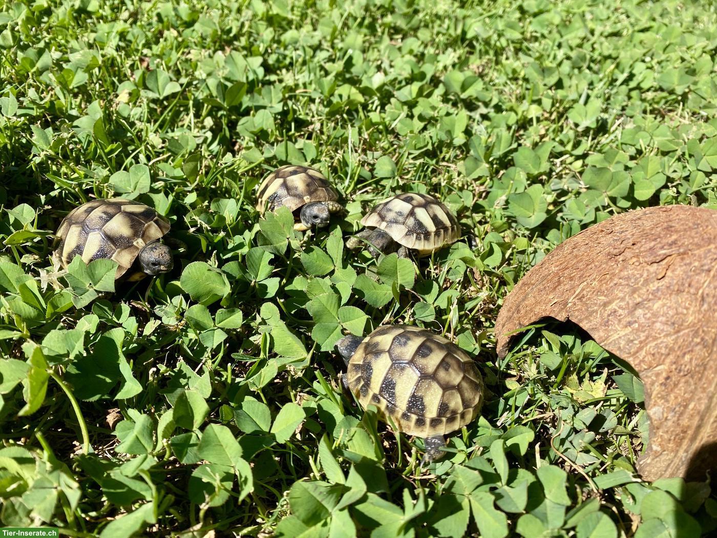 Bild 2: Griechische Landschildkröten-Babys (Jg. 2026) zu verkaufen