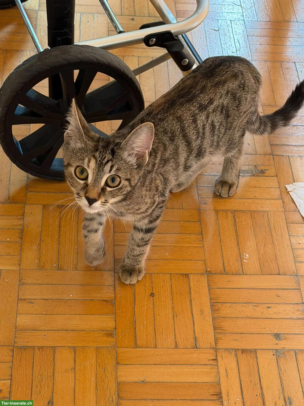 Liebevolle getigerte Katze sucht ein neues Zuhause