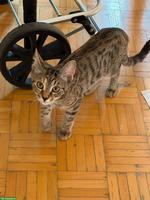 Liebevolle getigerte Katze sucht ein neues Zuhause