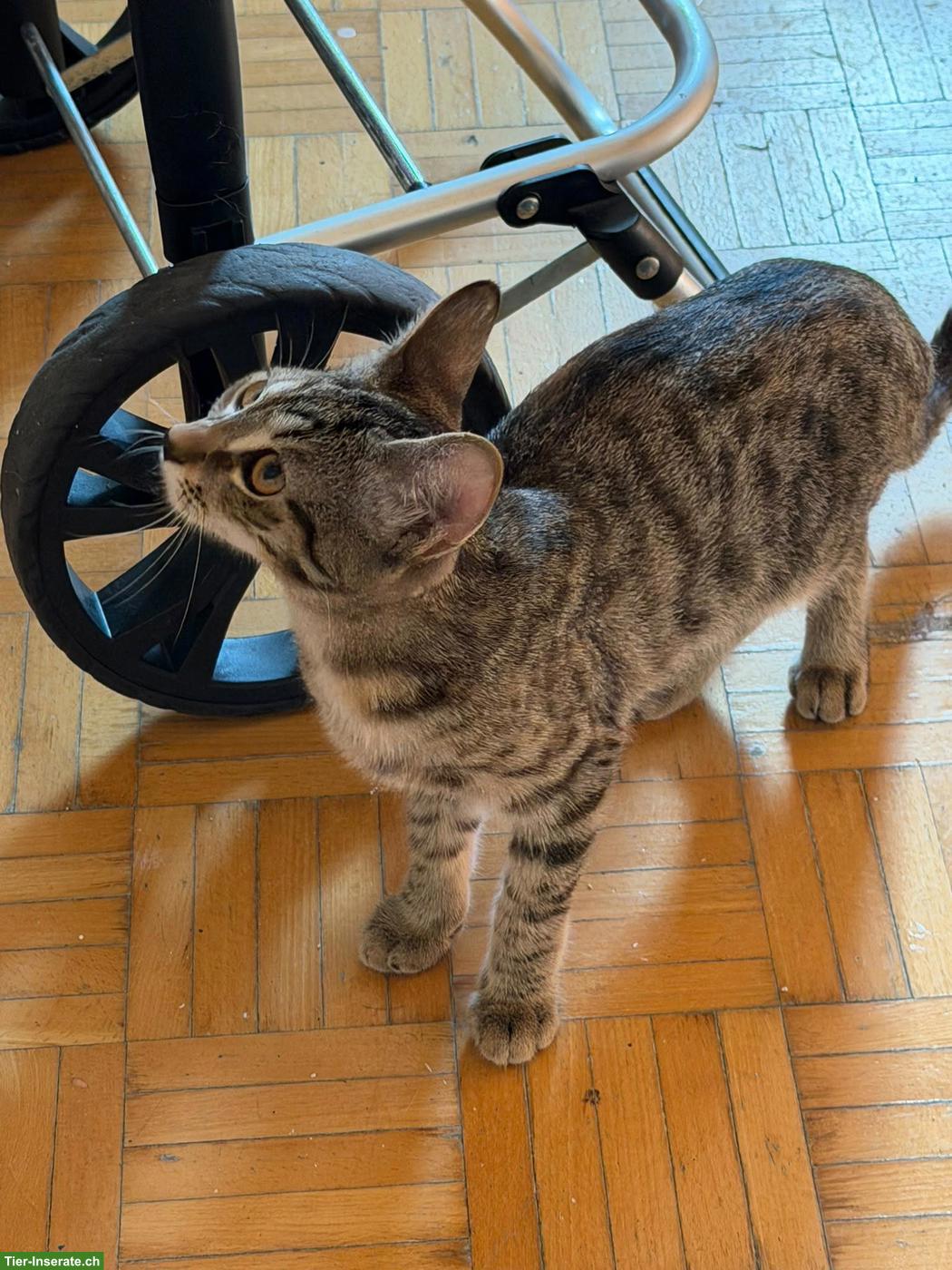 Bild 2: Liebevolle getigerte Katze sucht ein neues Zuhause