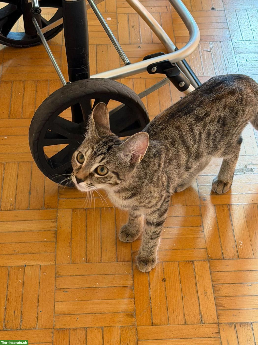 Bild 3: Liebevolle getigerte Katze sucht ein neues Zuhause