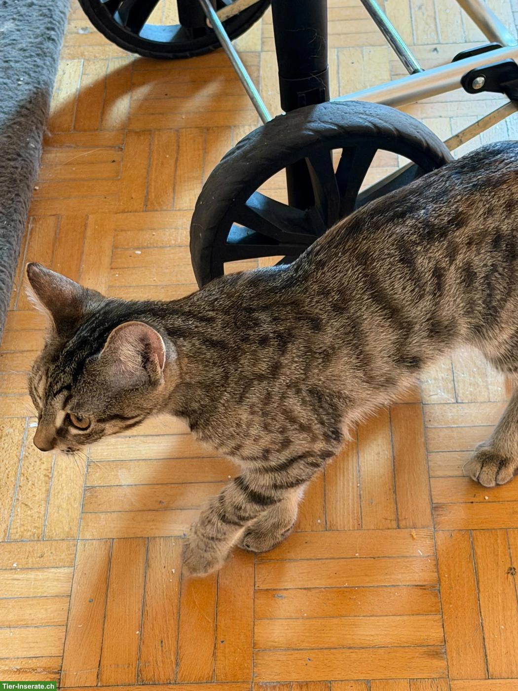 Bild 4: Liebevolle getigerte Katze sucht ein neues Zuhause