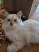 Sibirische Waldkatzen Kitten abzugeben