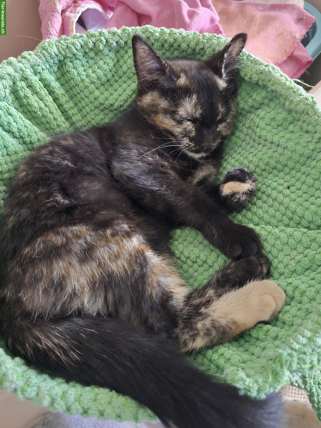 Bild 2: Sibirische Waldkatzen Kitten abzugeben