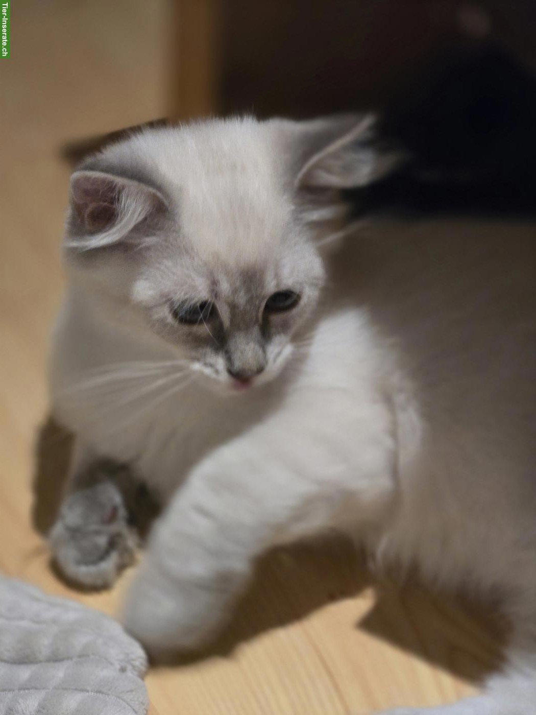 Bild 3: Sibirische Waldkatzen Kitten abzugeben