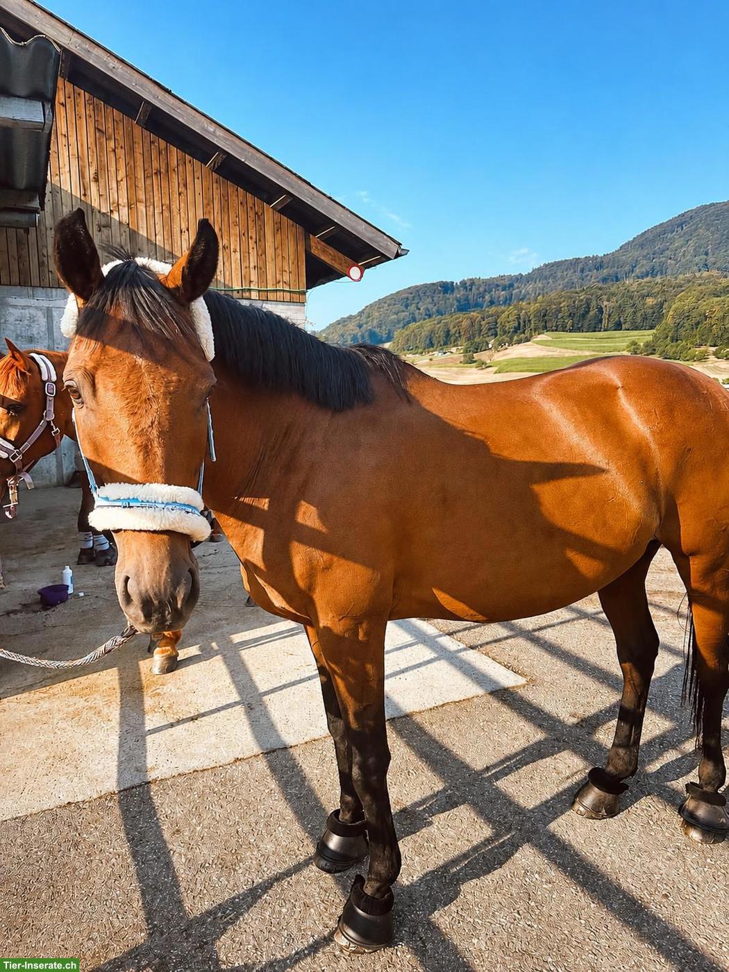 Bild 4: 10-jährige Vollblut Stute sucht dauerhaftes Zuhause