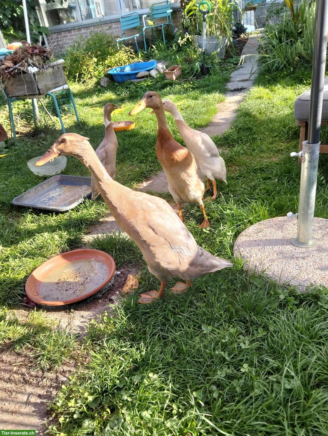 3 junge, naturfarbene Laufenten, 2 weiblich & 1 männlich