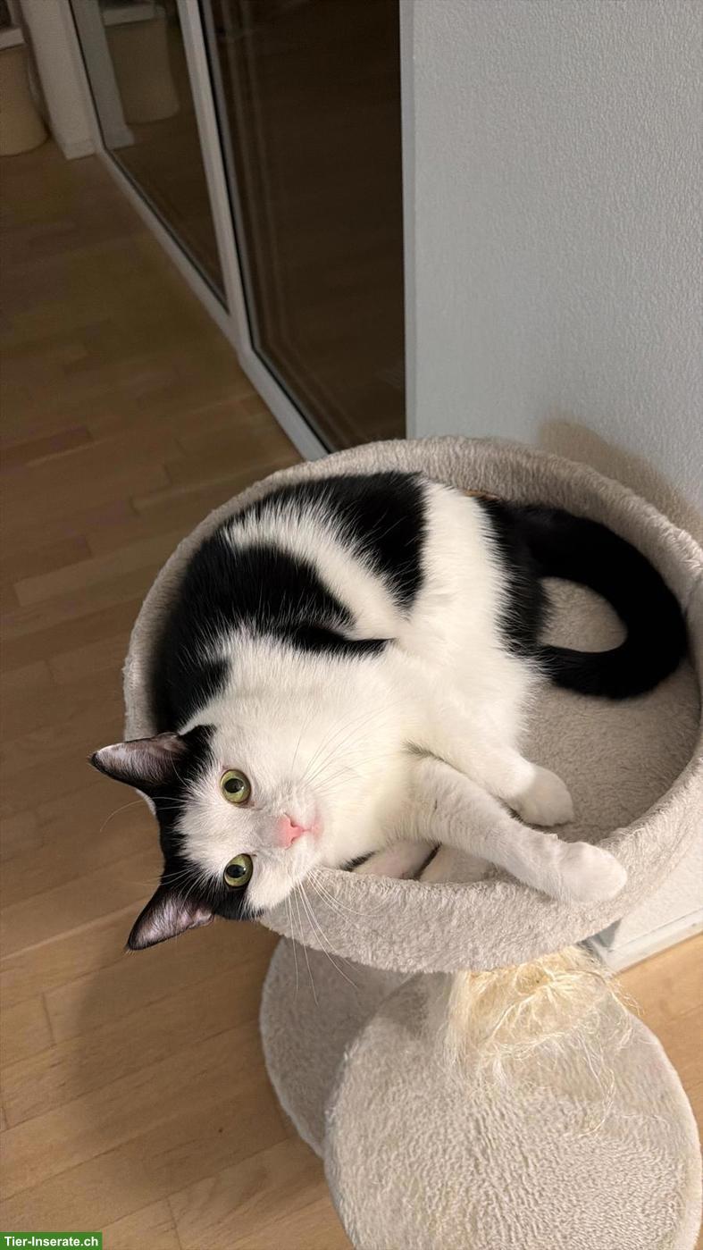 Schwarz-weisse Katze Lucky sucht neues Zuhause mit Freigang 🐈❤️