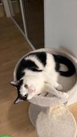 Schwarz-weisse Katze Lucky sucht neues Zuhause mit Freigang 🐈❤️