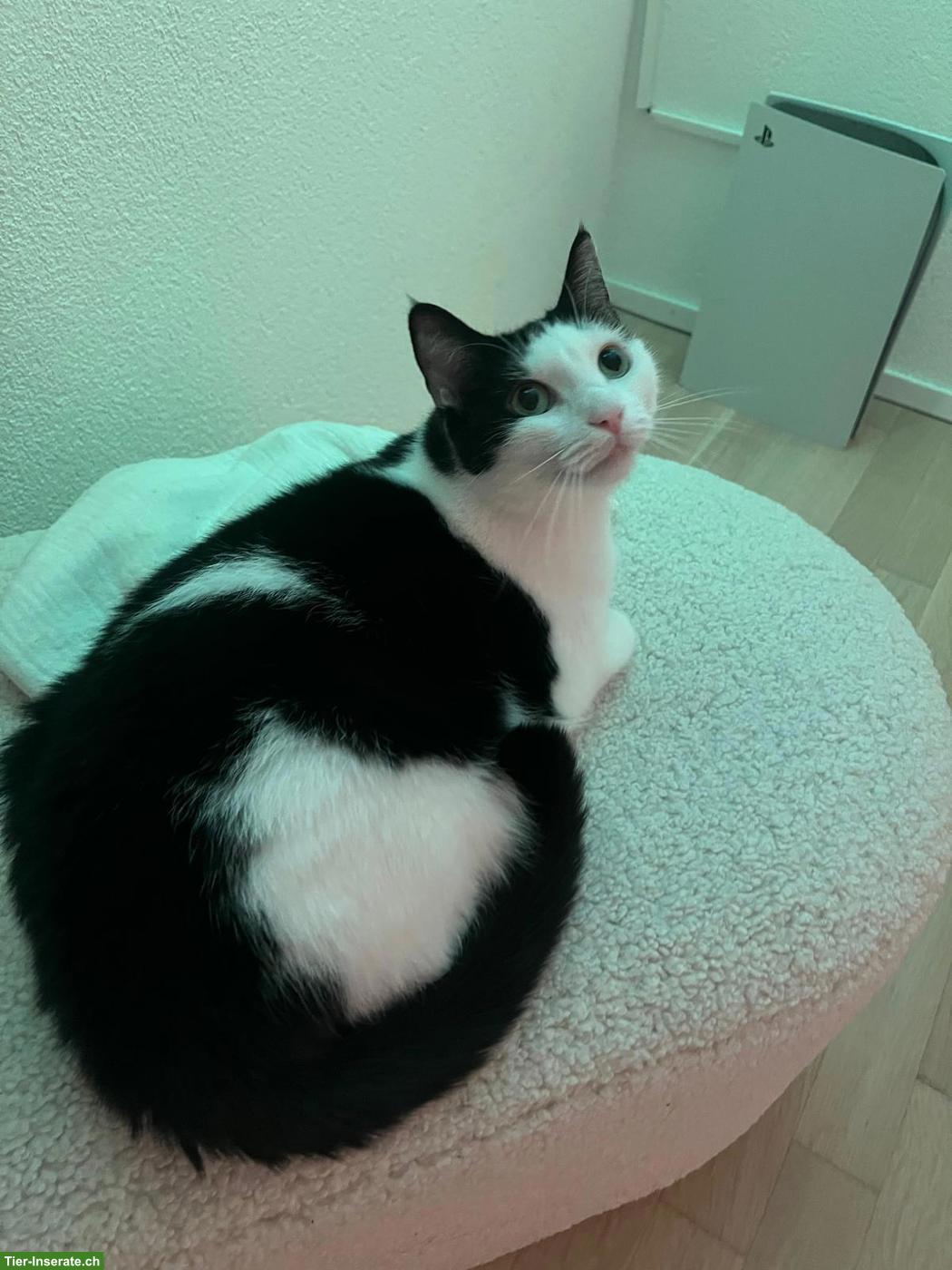 Bild 2: Schwarz-weisse Katze Lucky sucht neues Zuhause mit Freigang 🐈❤️
