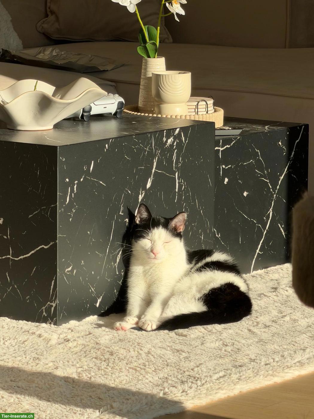 Bild 3: Schwarz-weisse Katze Lucky sucht neues Zuhause mit Freigang 🐈❤️