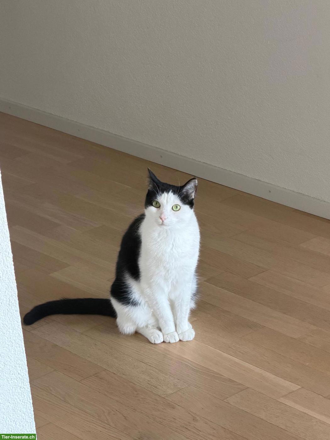 Bild 4: Schwarz-weisse Katze Lucky sucht neues Zuhause mit Freigang 🐈❤️