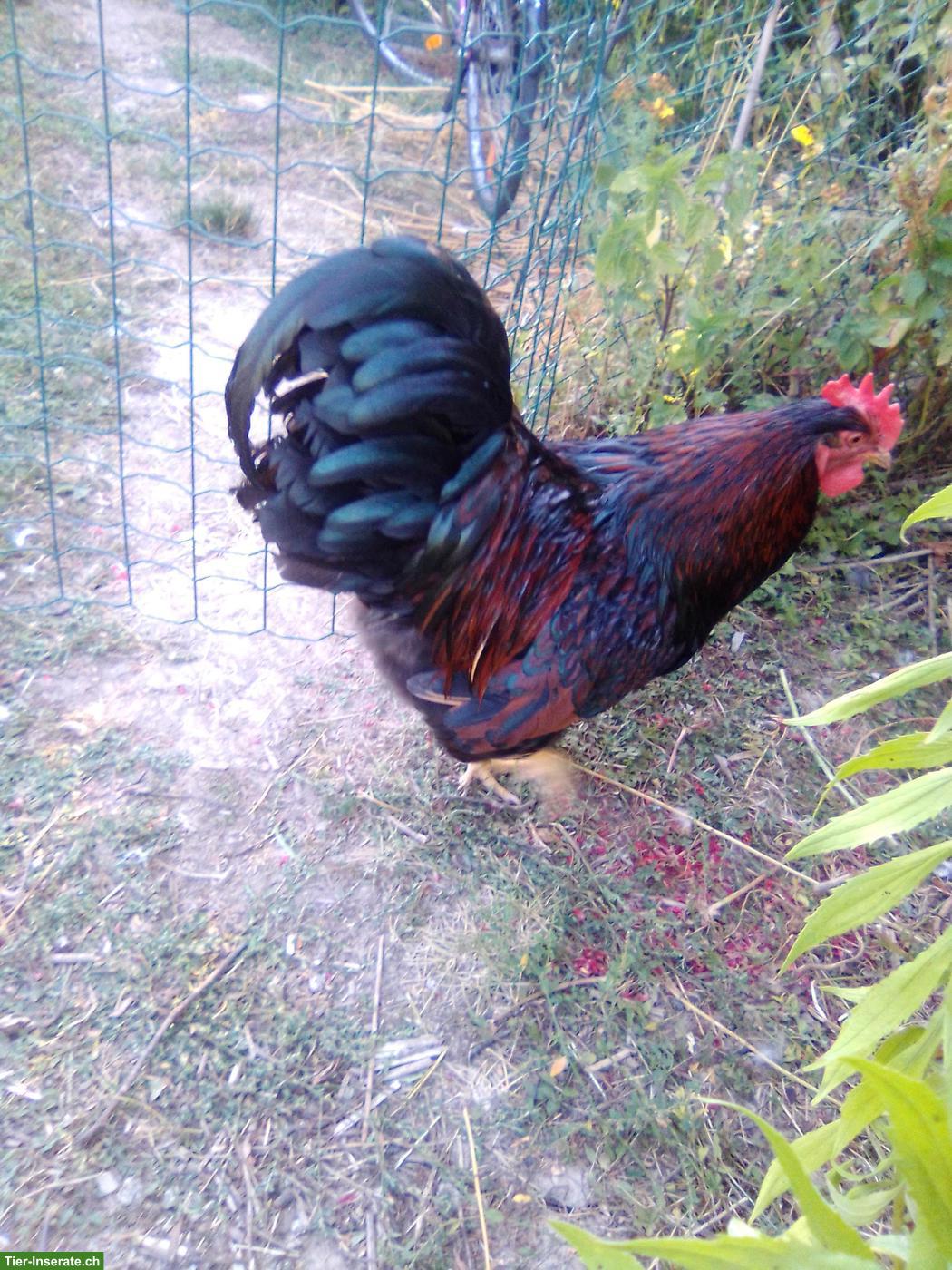 Junger Barnevelder Hahn, lieb und handzahm