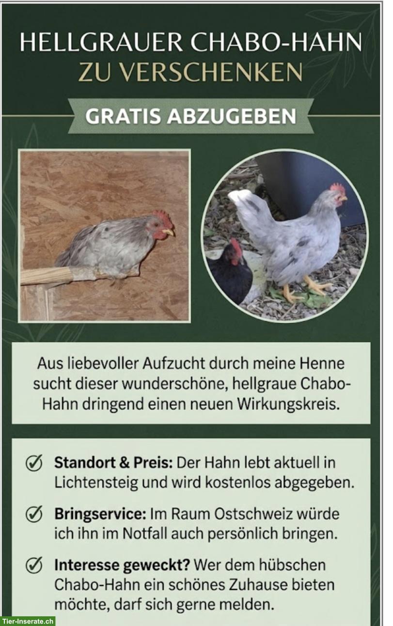 Hübscher hellgrauer Chabo Hahn zu verschenken