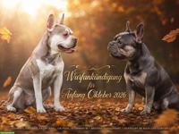 Französische Bulldoggen Welpen | Wurfankündigung